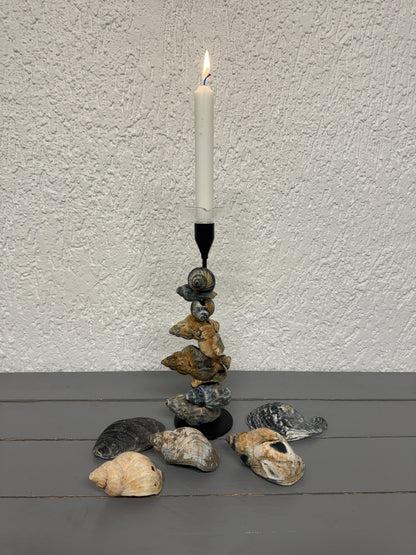 Detailaufnahme beweglicher Wellhornschnecken auf Kerzenständer